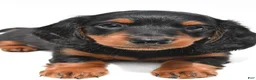 Miniature Dachshund dogs for sale: Knox  - Ad 4