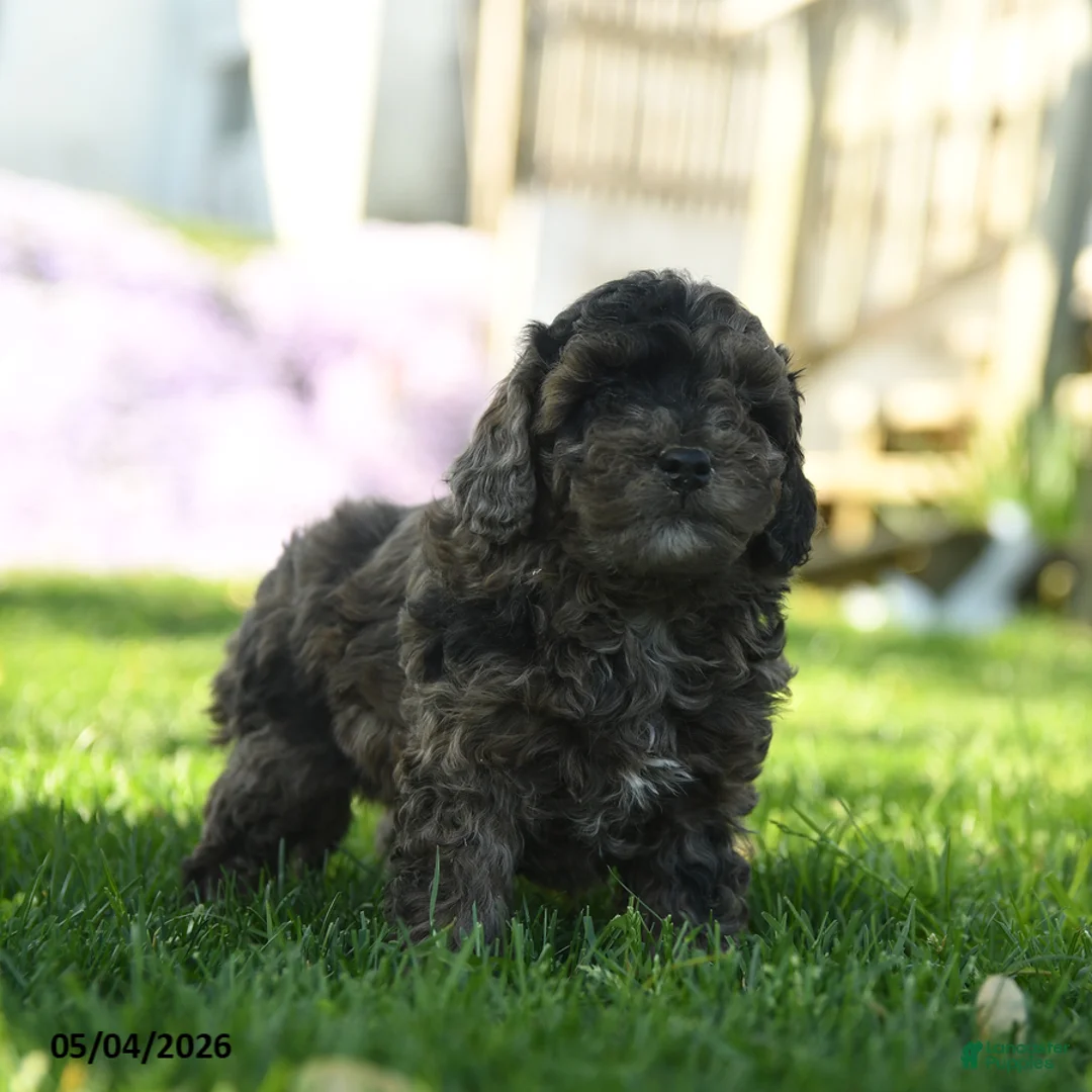 Mini Aussiedoodle dogs for sale: Paparika - Ad 3