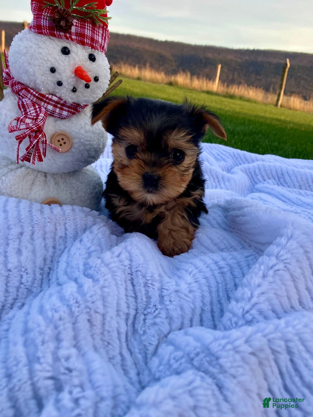 Yorkshire Terrier dogs for sale: Belle - Ad 4