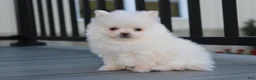 Pomeranian dogs for sale: Mochi - Ad 22