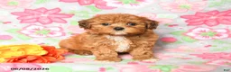 Havapoo dogs for sale: Leo - Ad 2