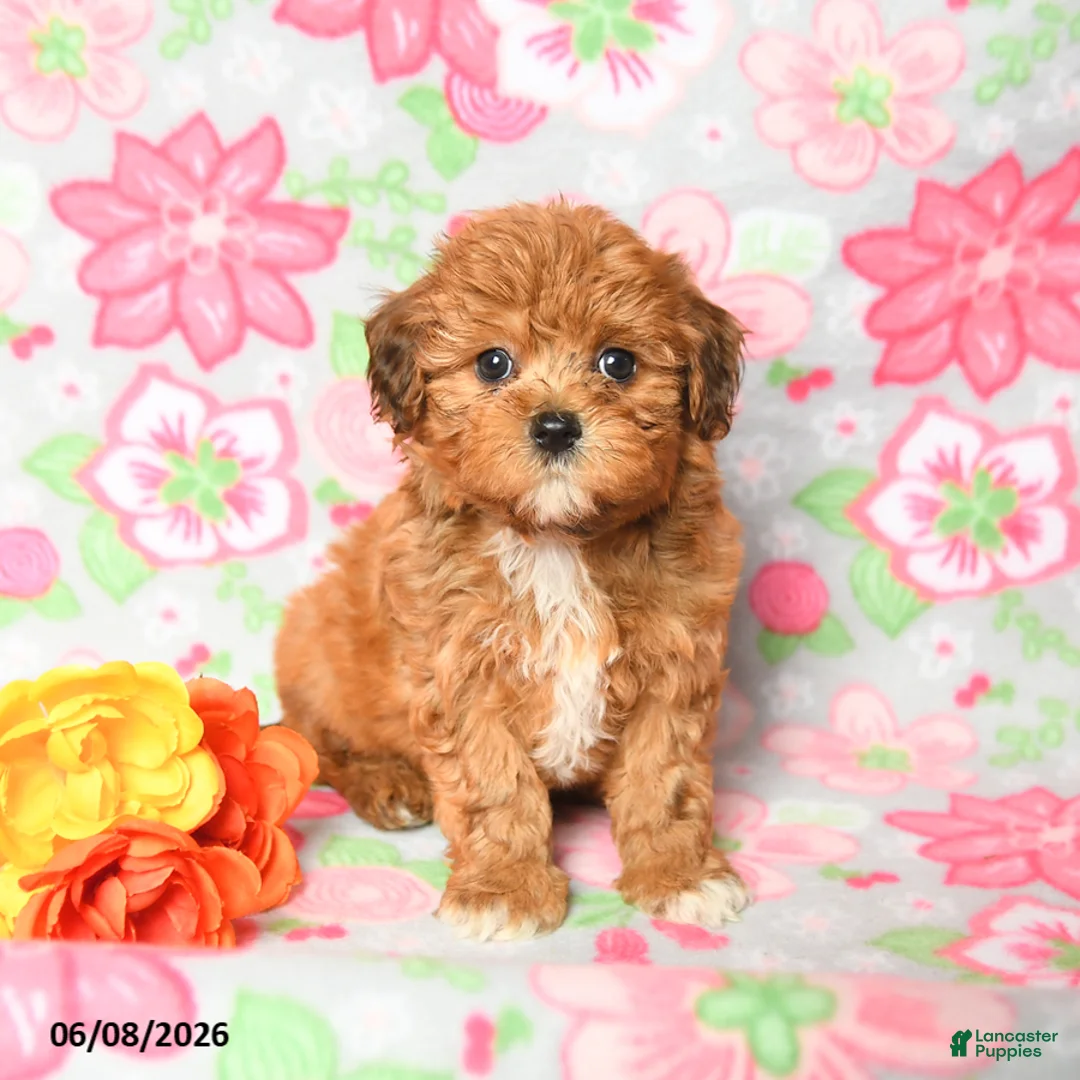 Havapoo dogs for sale: Leo - Ad 2