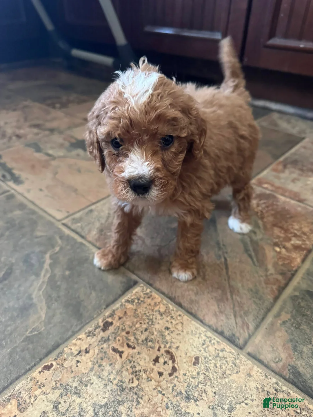 Bernedoodle dogs for sale: mini Bernedoodle Puppy 3 yellow - Ad 4