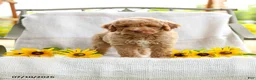 Mini Goldendoodle dogs for sale: Jared - Ad 4