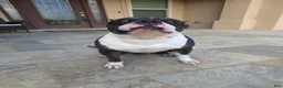 American Bully dogs for sale: American Bully Male - Ad 5