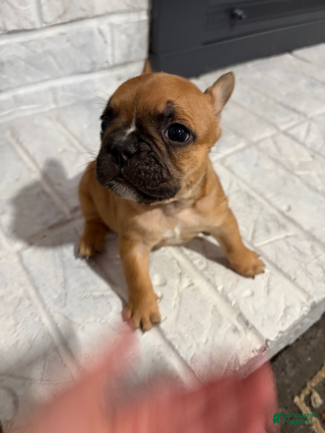 French Bulldog dogs for sale: Hershey - Ad 1