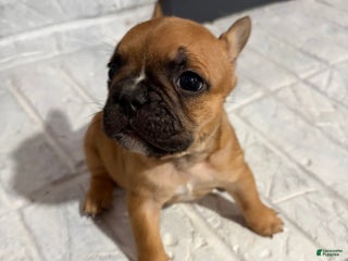 French Bulldog dogs Hershey - Ad 3