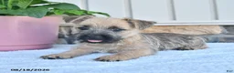 Cairn Terrier dogs for sale: Marco - Ad 4