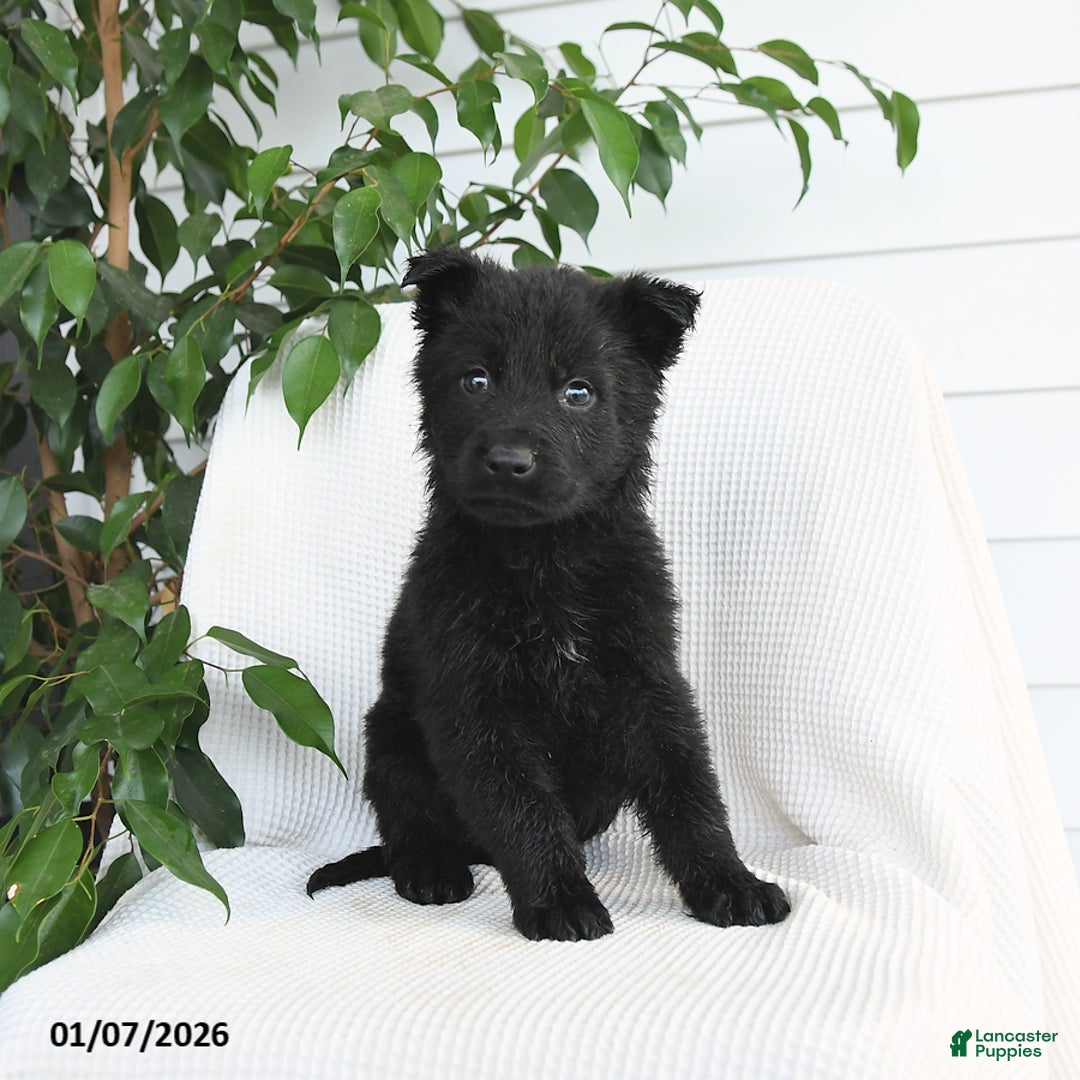 German Shepherd dogs for sale: Kip   - Ad 2