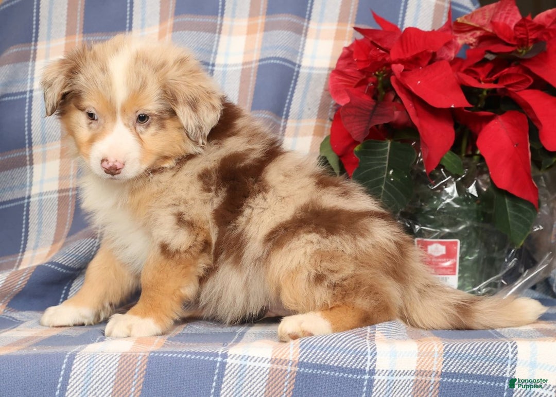 Australian Shepherd dogs for sale: Skipper - Ad 2