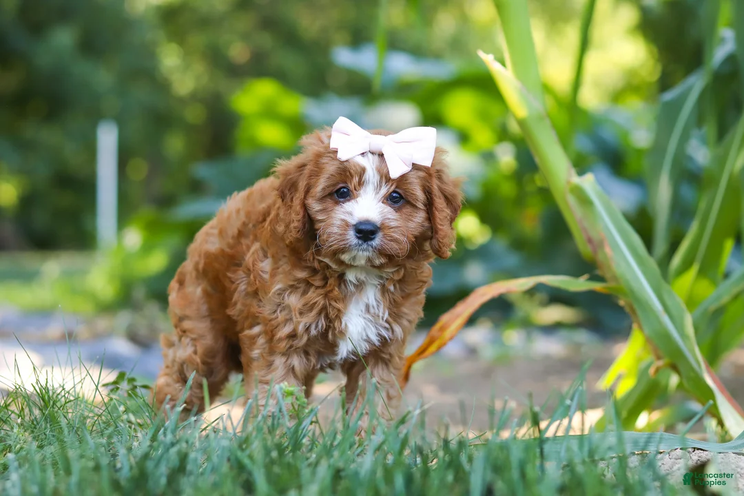 Cavapoo dogs for sale: Liberty - Ad 2