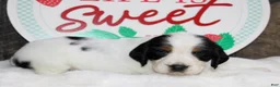 English Springer Spaniel dogs for sale: Tansy - Ad 4