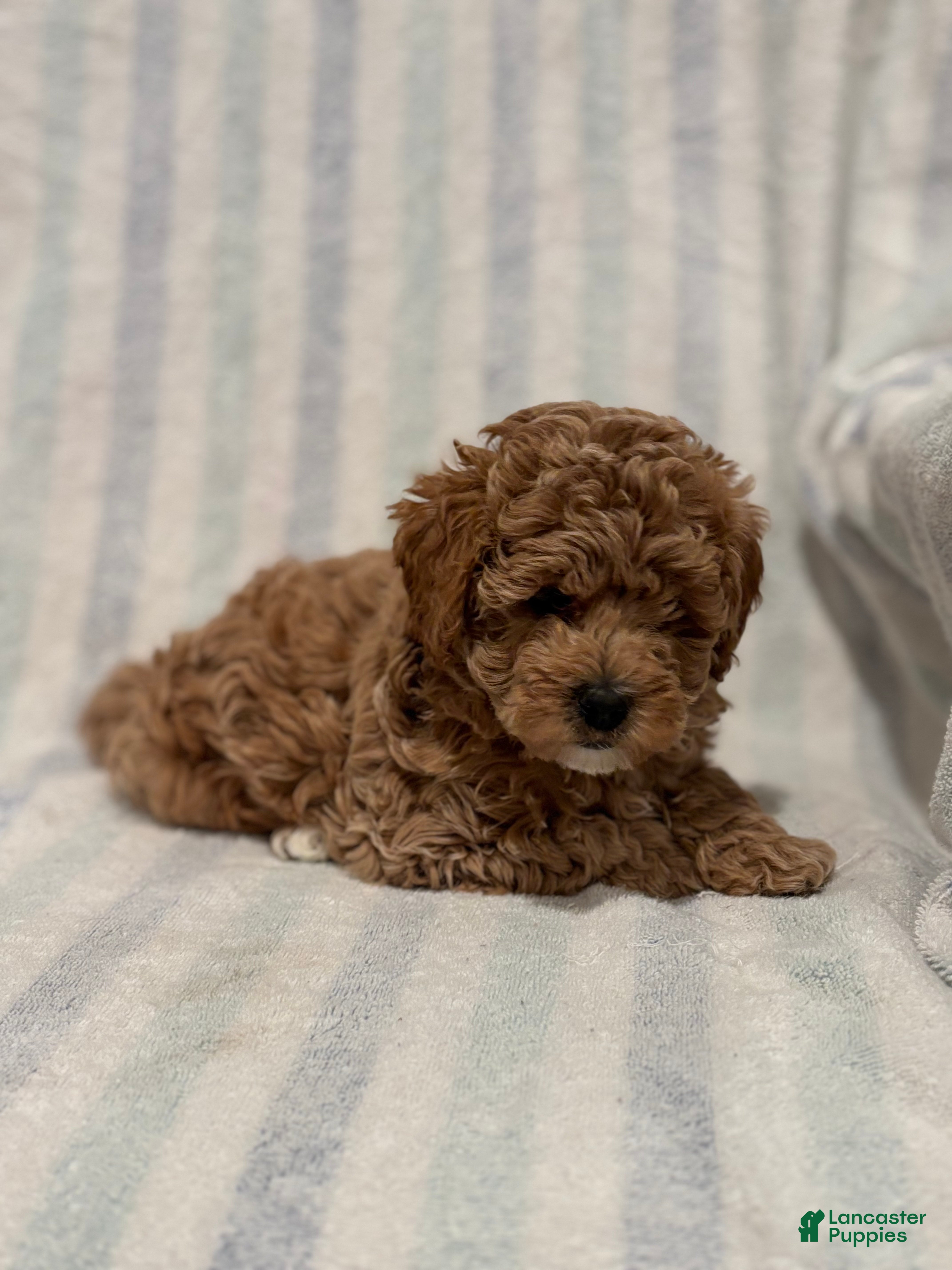 Maltipoo dogs Graham - Ad 2