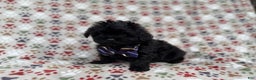 Shihpoo dogs for sale: Binx - Ad 6