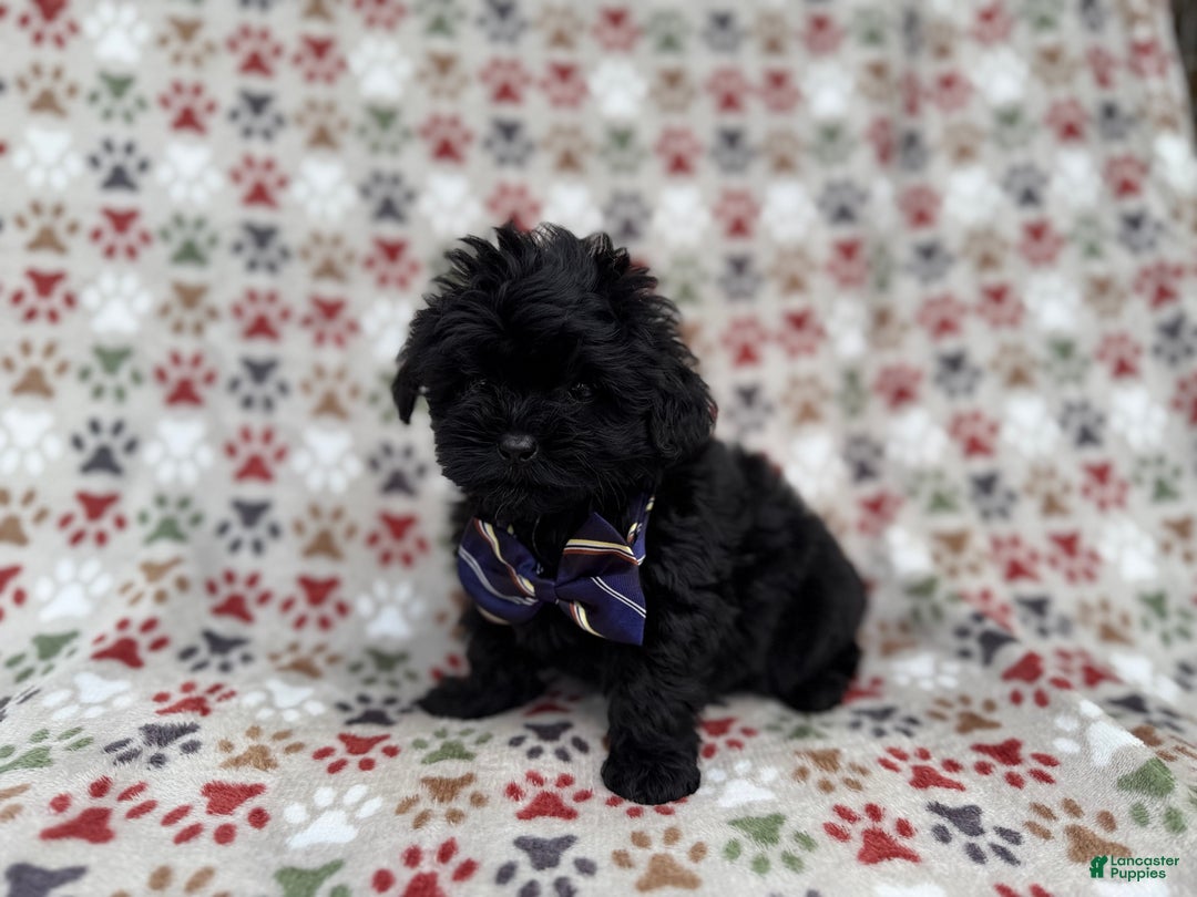 Shihpoo dogs for sale: Binx - Ad 6