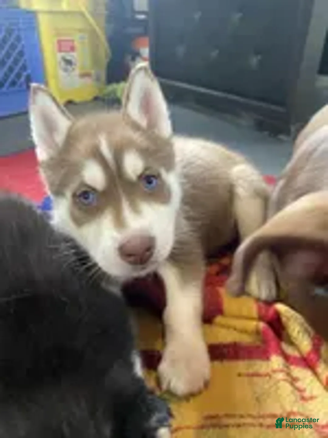 Siberian Husky dogs for sale: Siberian Husky Puppy 2 - Ad 2
