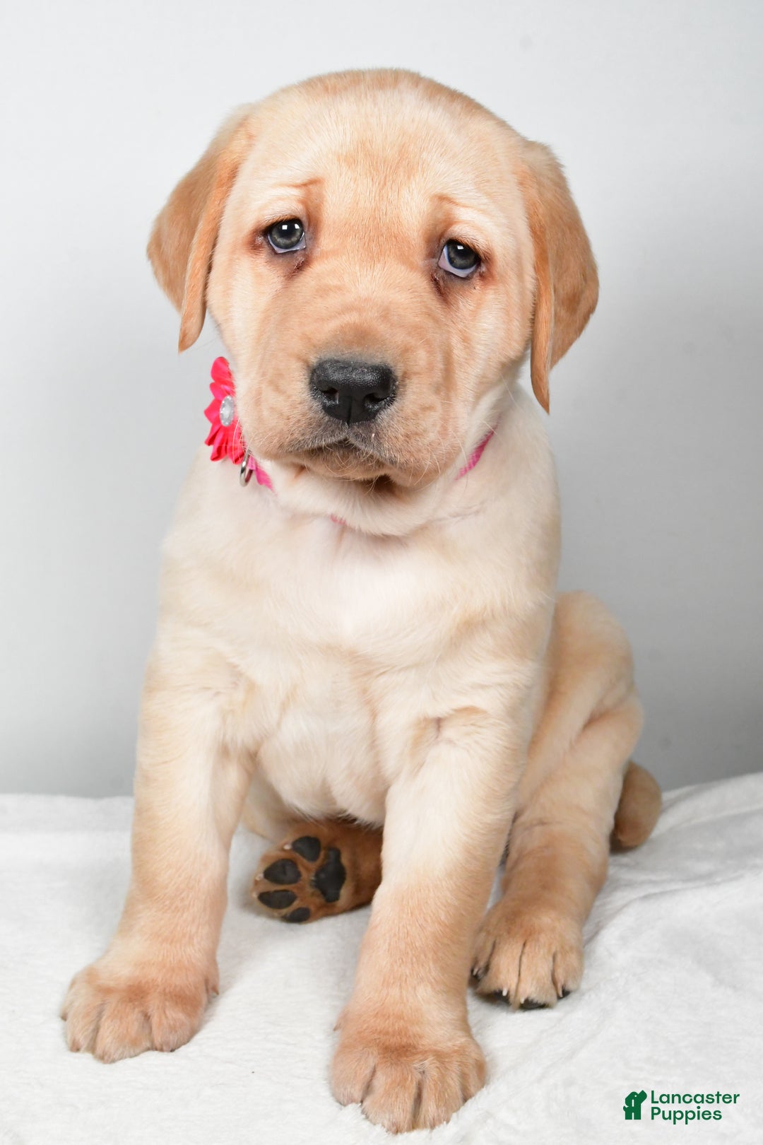 Labrador Retriever dogs for sale: Niagara - Ad 6