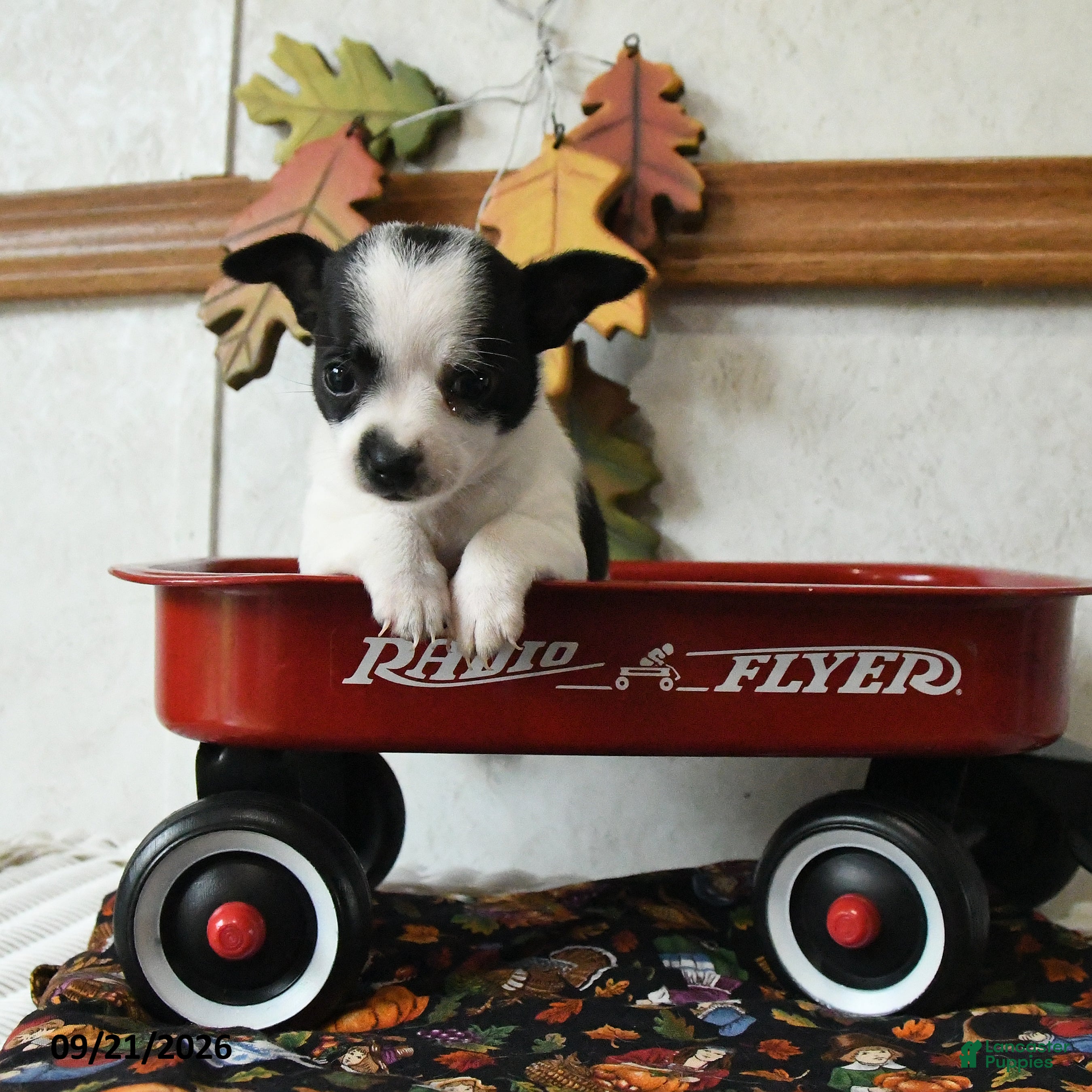 Chihuahua dogs Checkers - Ad 1