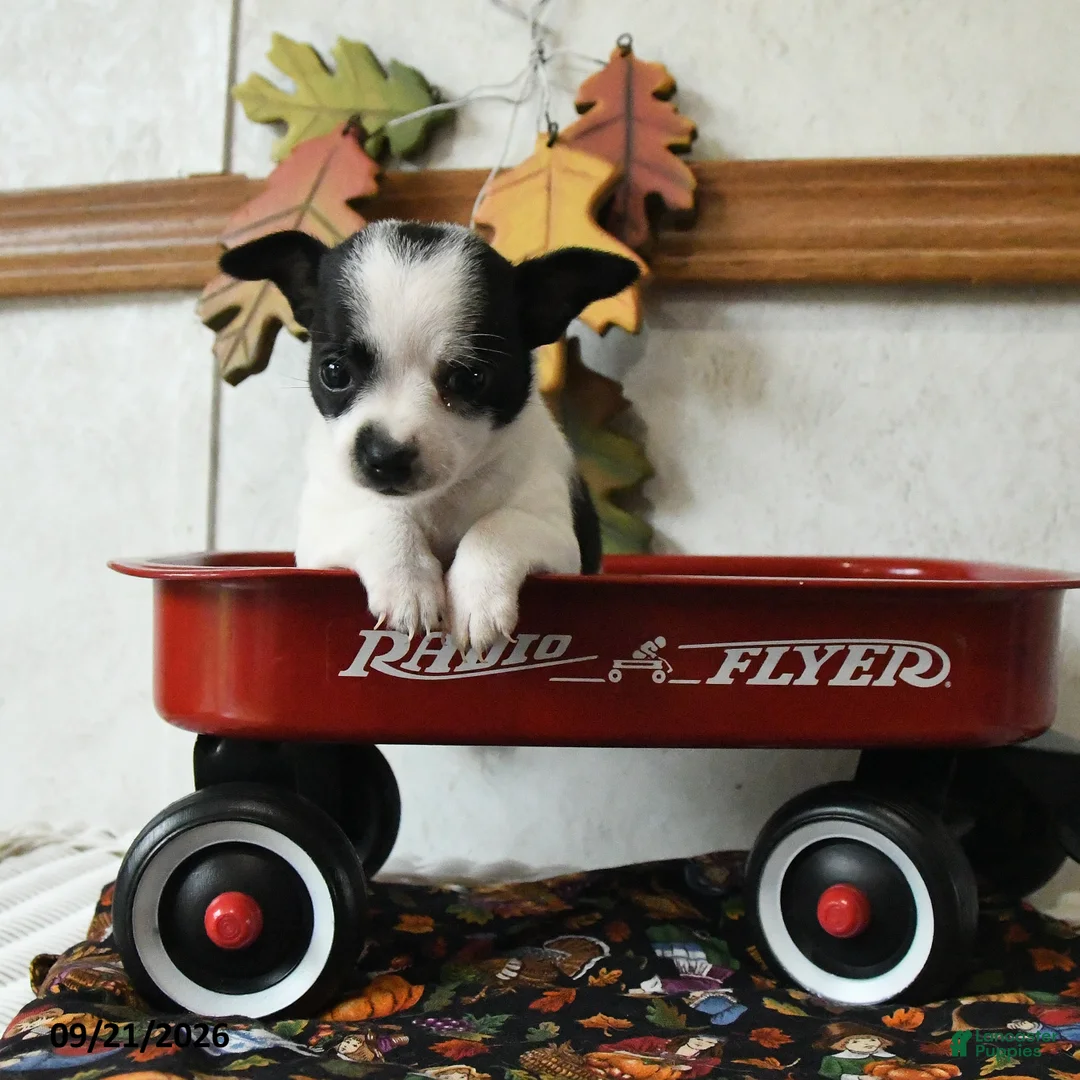 Chihuahua dogs for sale: Checkers - Ad 1