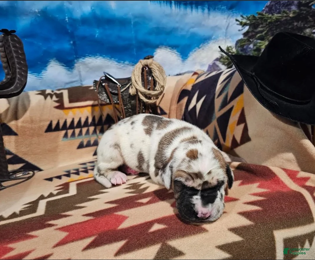 Great Dane dogs for sale: Fawnequin Male  - Ad 2