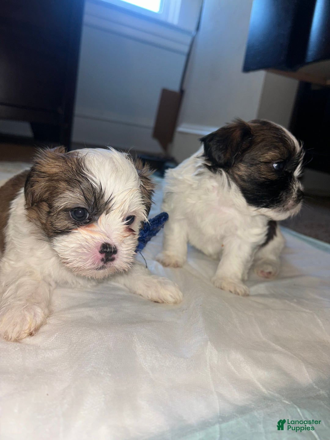Shihpoo dogs for sale: Shihpoo Puppy 1 - Ad 4