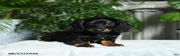 Miniature Dachshund dogs for sale: Washington - Ad 5