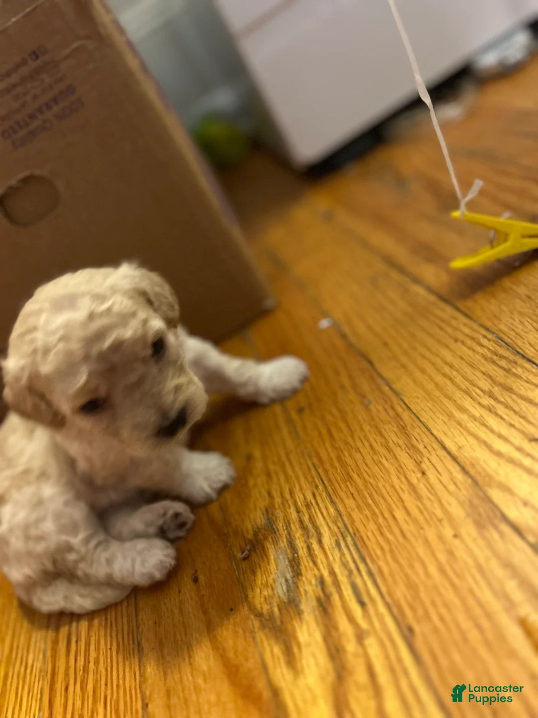 Toy Poodle dogs for sale: Tcup Jackson  - Ad 4