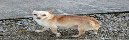 Jack Chi dogs for sale: Lainey - Ad 4