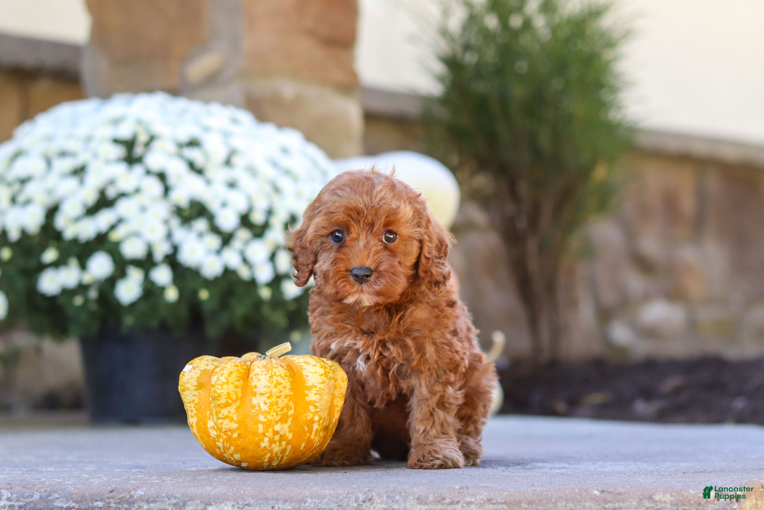 Cockapoo dogs Goldie - Ad 2