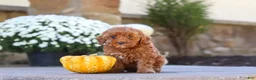Cockapoo dogs for sale: Willow - Ad 12