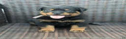 Rottweiler dogs for sale: Luna - Ad 2