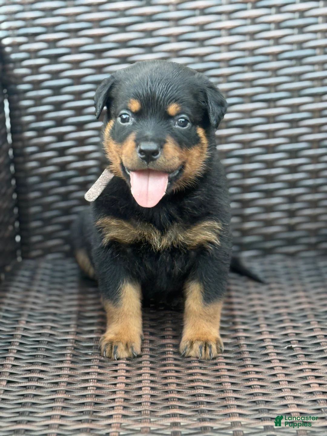 Rottweiler dogs for sale: Luna - Ad 2