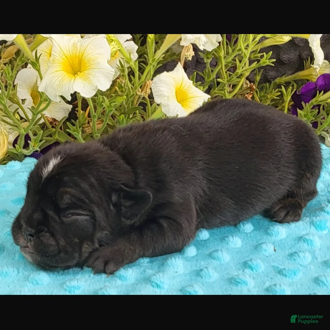 Beabull dogs for sale: Mine - Ad 2