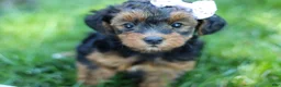 Yorkiepoo dogs for sale: Ariel - Ad 5