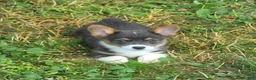 Welsh Corgi Pembroke dogs for sale: Lynx the low rider  - Ad 3