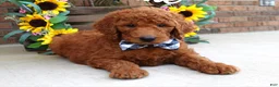 Goldendoodle dogs for sale: Remington  - Ad 6