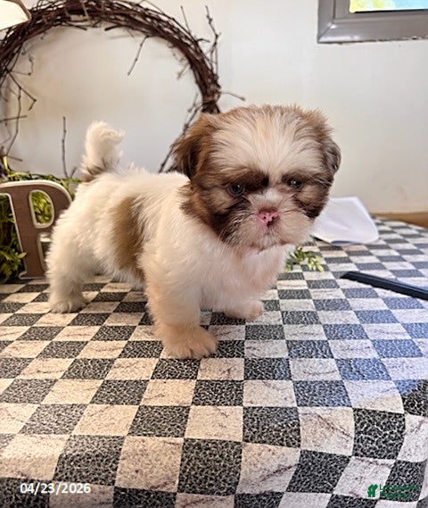 Shih Tzu dogs Jessica - Ad 2