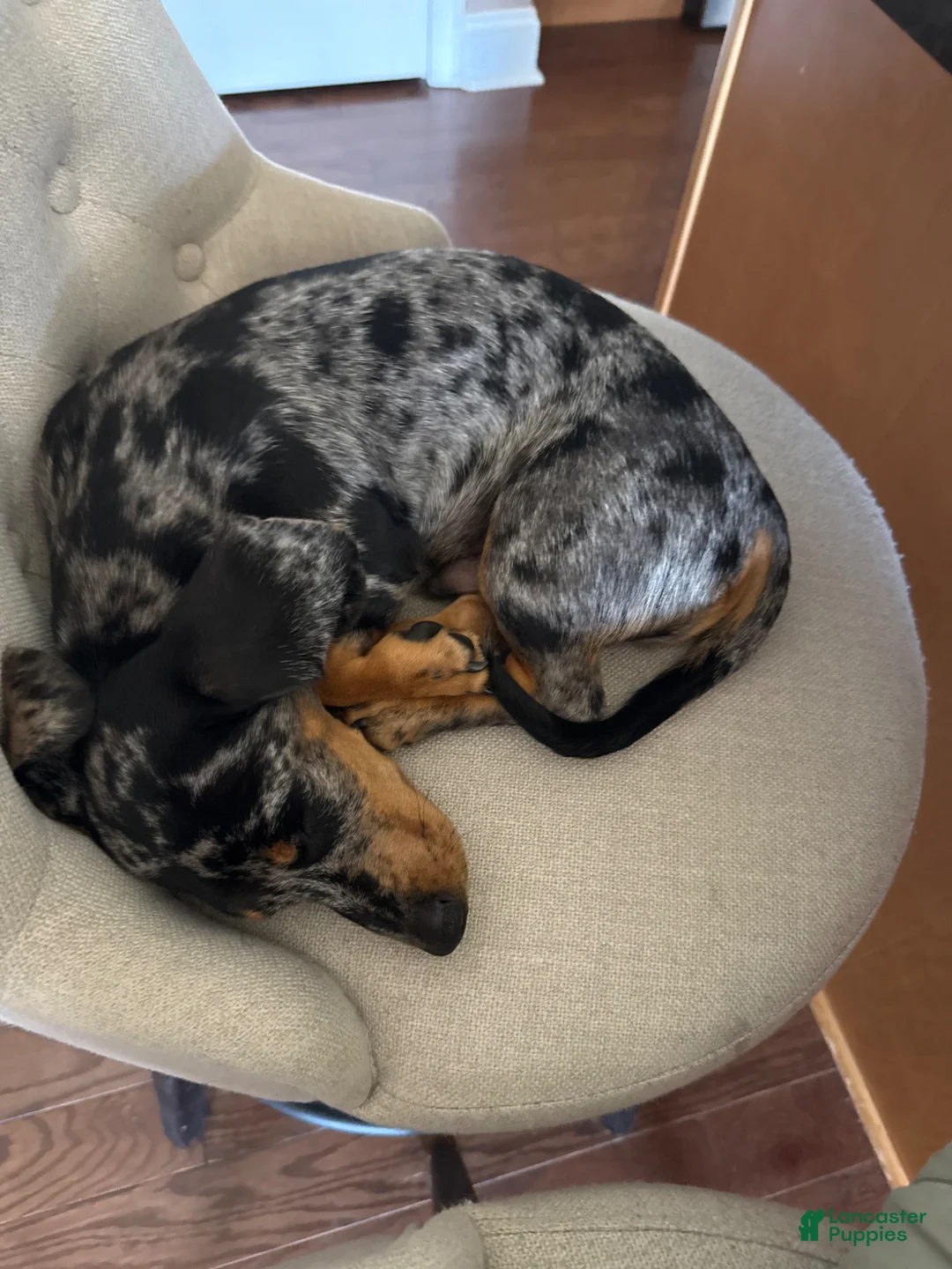 Dachshund dogs for sale: Dachshund Puppy 1 - Ad 2