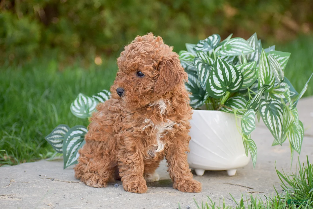 Miniature Poodle dogs for sale: Grace - Ad 2