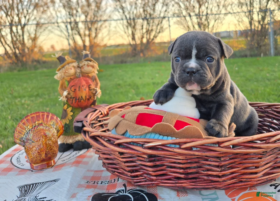 French Bulldog dogs for sale: Hope - Ad 13