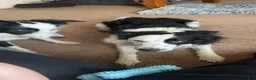 Border Collie dogs for sale: Border Collie 3 - Ad 8