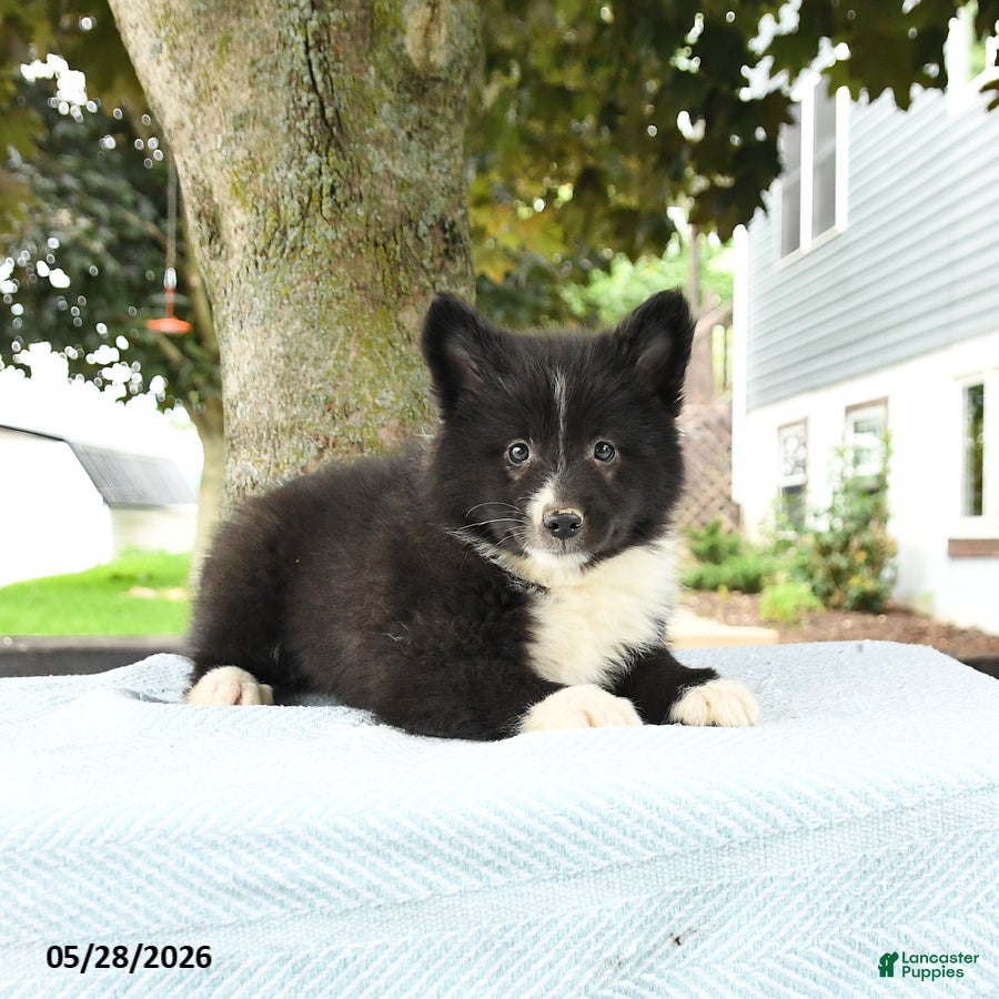 Pomsky dogs Gavin - Ad 1
