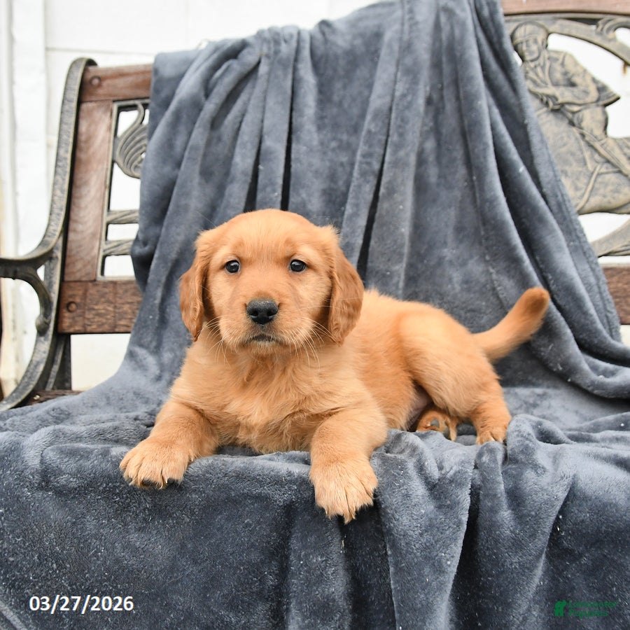 Golden Retriever dogs Birch - Ad 1