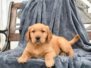 Golden Retriever dogs for sale: Birch - Ad 1