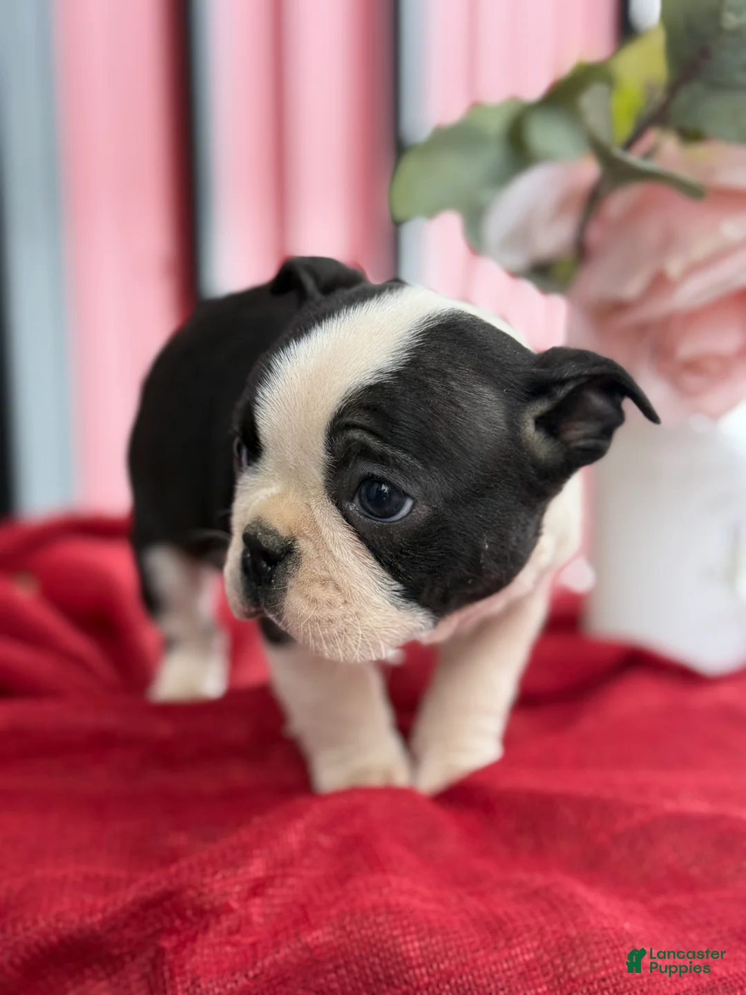 Boston Terrier dogs for sale: Titus - Ad 13