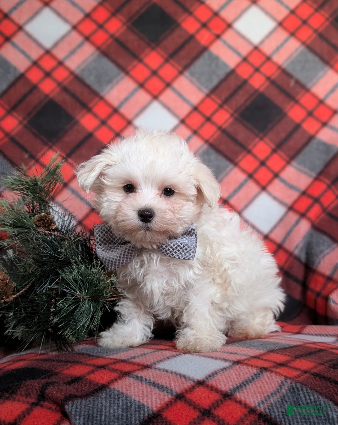 Maltese dogs for sale: Austin 7 lbs Full Grown - Ad 1