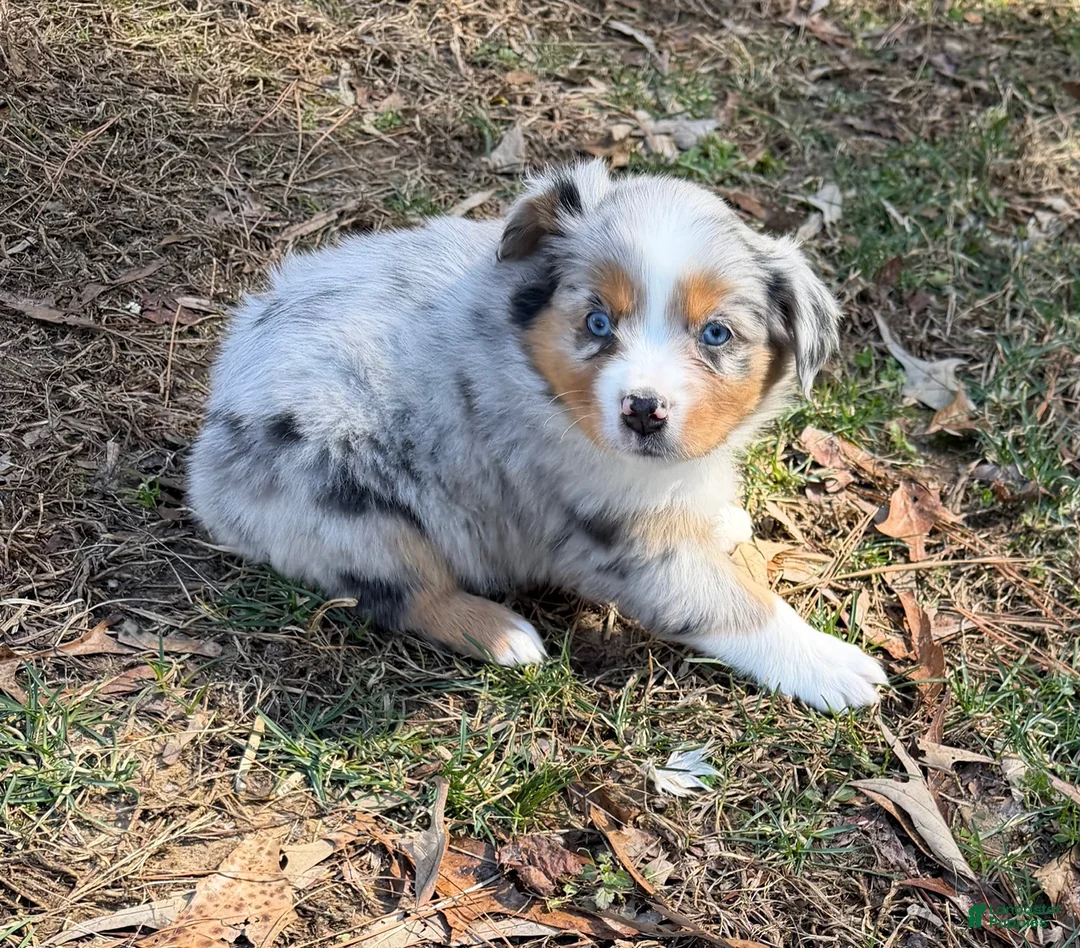 Australian Shepherd dogs for sale: Starla - Ad 7