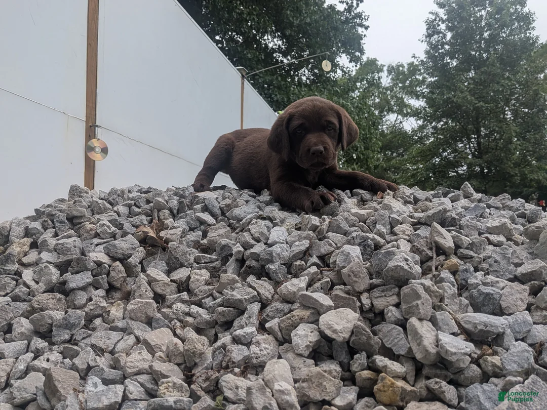 Labrador Retriever dogs for sale: Chocolate Male (Neon) - Ad 2