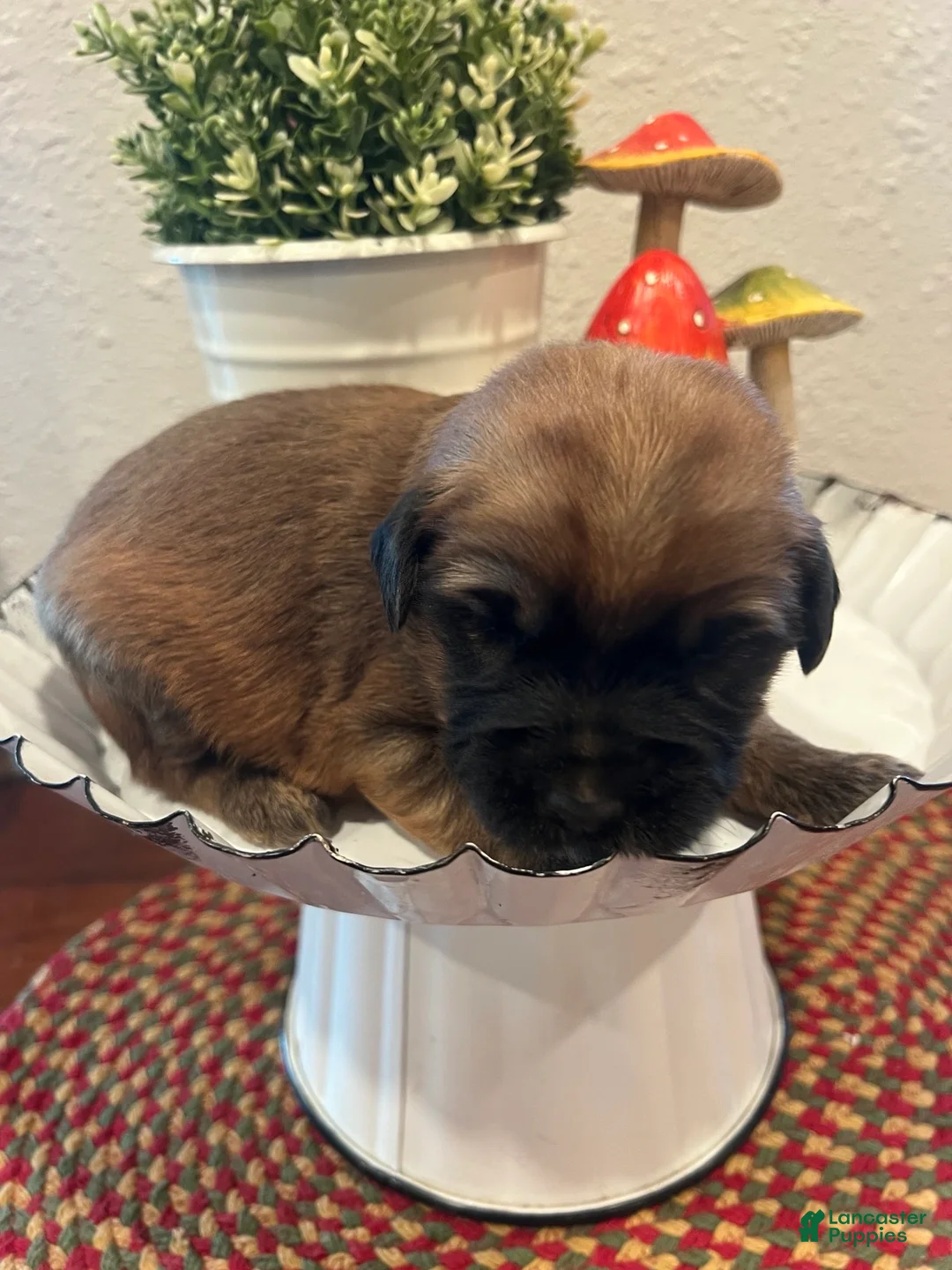 Soft Coated Wheaten Terrier dogs for sale: Betsy - Ad 1