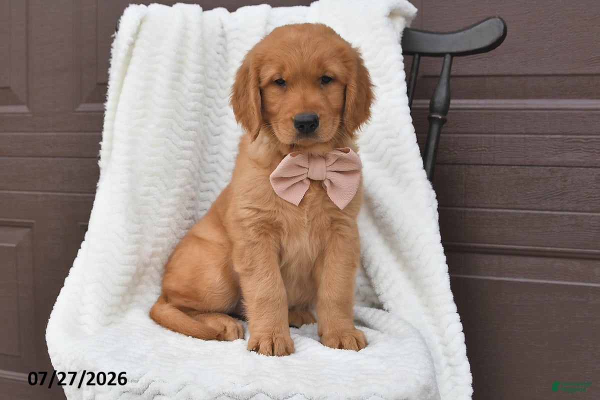 Golden Retriever dogs Coco - Ad 2